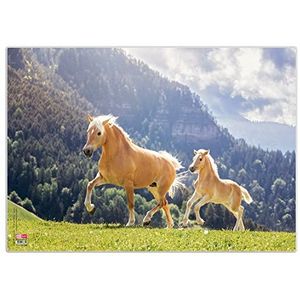 VELOFLEX 4650096 - Bureauonderlegger Horses, 35 x 50 cm, antislip, afveegbaar, met transparante antireflecterende beschermfolie, bureauonderlegger, schildersmat, knutselmat