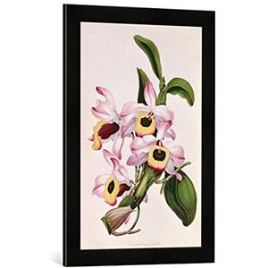 Ingelijste foto van Anonymous ""Orchid: Dendrobium nobile, from Herr Joseph Paxton's Magazine of Botany, No.7, c.1850"", kunstdruk in hoogwaardige handgemaakte fotolijst, 40x60 cm, mat zwart