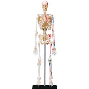EXPLORA - Skelet - Anatomie van het menselijk lichaam - 546059 - Realistisch model van 46 onderdelen - Montagehandleiding en educatieve quiz - Ontdekkingsset - Vanaf 8 jaar