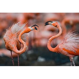 BEELD BEHANG PAPERMOON, Caribische flamingo's, vlies fotobehang, digitale druk, incl. lijm, verschillende maten