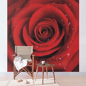 Apalis Rozenbehang vliesbehang - rode roos met waterdruppels - bloemen fotobehang vierkant | fleece behang wandbehang foto 3D fotobehang voor slaapkamer woonkamer keuken | afmetingen HxB: 240x240cm
