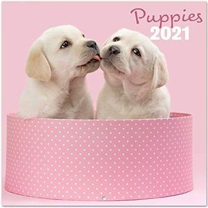 Erik - Chantrenne hondenwandkalender 2021 30,0 x 30,0 cm