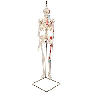 3B Scientific Menselijke anatomie - mini-skeletmodel met spierbeschildering aan hangstatief + gratis anatomiesoftware - 3B Smart Anatomy, A18/6