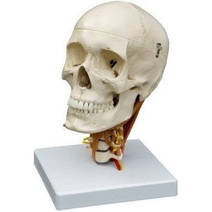 Ruedige anatomie A264 schedel op halswervelkolom model met weergave van de halspieren