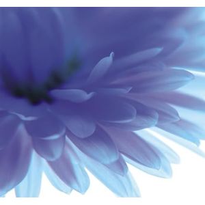 Rasch behang 890754 - fotobehang op vlies met detailopname van een bloem in paars uit de collectie Magicwalls - 2,65 m x 2,65 m (l x b)