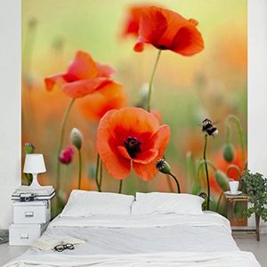 Apalis Vliesbehang bloemenbehang rode zomerpapaver fotobehang vierkant | fleece behang wandbehang wandschilderij foto 3D fotobehang voor slaapkamer woonkamer keuken | Maat: 240x240 cm, rood, 97968