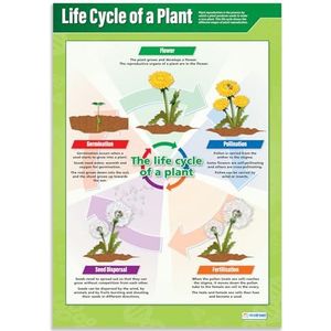 Daydream Education Life Cycle Of A Plant, Engelstalige wetenschappelijke poster, hoogglanspapier, 850 x 594 mm (A1), wetenschappelijke wandkaart voor de klaslokaal