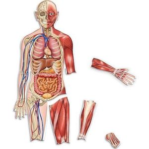 Learning Resources Double-Zijdig Magneetisch Menselijke Lichaam 17-Stuk Set