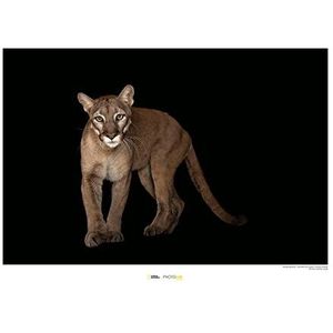 Florida Panther - Grootte: 70 x 50 cm - Komar, muurschildering, posters, kunstdruk (zonder lijst), National Geographic