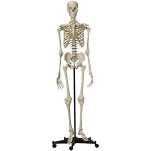 Ruediger Anatomie A200.4 skelet model met witte steekschedel