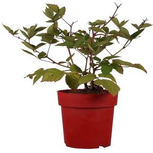 Rubus, braam, triple crown, zoete bessen, fruitstruik, onderhoudsvriendelijk, winterhard, tuinplant, bessenstruik, productief