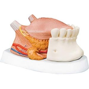 3B Scientific Menselijke anatomie - tongmodel, 2,5-voudige grootte, 4-delig - 3B Smart Anatomy