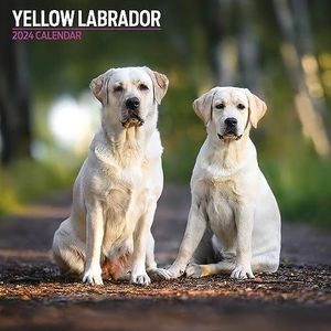 Labrador Geel Traditionele 2024 Kalender