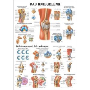 Ruedige Anatomie TA33 Het kniegewricht bord, 70 cm x 100 cm, papier