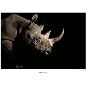 Black Rhinoceros - Grootte: 70 x 50 cm - Komar, muurschildering, posters, kunstdruk (zonder lijst), National Geographic