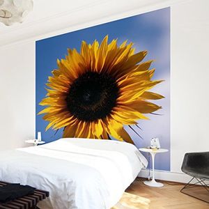 Apalis Vliesbehang bloemenbehang zonnebloem trio deel 1 fotobehang vierkant | vliesbehang wandbehang muurschildering foto 3D fotobehang voor slaapkamer woonkamer keuken | Maat: 336x336 cm, blauw,