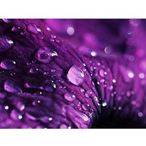 Wee Blue Coo Kralen van Water Drops Op Violet Bloem Petal Art Print Poster Muur Decor 12X16 Inch