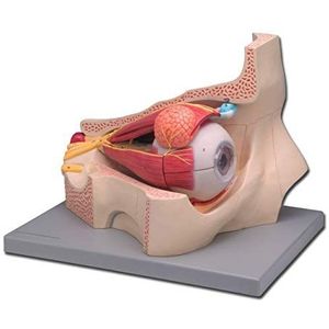 GIMA 11-delige anatomische oog, 5-voudige vergroting.
