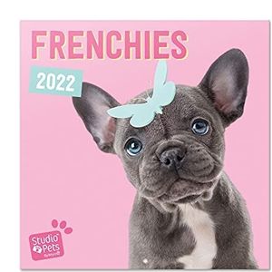 Grupo Erik CP22066Kalender 2021 2022 Studio Pets French Bulldog - Maandkalender 2021 2022 - Wandkalender 2021 2022-16 maanden van september 2021 tot december 2022,