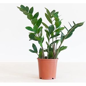 BloomPost Zamioculcas Zamiifolia - P12-35cm Hoogte - Kamerplanten - Luchtzuiverend - Vers van de Kweker