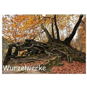 Wurzelwerke (Wandkalender 2024 DIN A3 quer), CALVENDO Monatskalender: Impressionen aus dem Teutoburger Wald