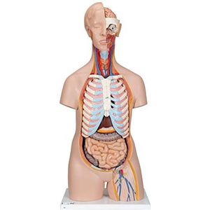3B Scientific Menselijke anatomie - geslachtsloze klassieke torso, 16-delig + gratis anatomie-software - 3B Smart Anatomy