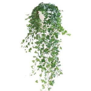 BloomPost Hedera Helix Wonder - 40-50 cm + mand - Kamerplant - Kamerplant - Onderhoudsarme kamerplant - Makkelijk te kweken kamerplanten voor op kantoor - Inclusief pot
