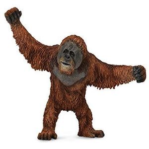 Orangutan