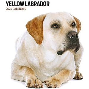 Labrador Geel Modern 2024 Kalender