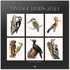 Grupo Erik Kalender 2024 Vintage Birds - Wandkalender 12 Maanden - Broschürenkalender 2024 30x30 cm - Fsc-gecertificeerde wandkalender - +Bonus 4 maanden