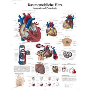 3B Scientific Leerbord - Het menselijke hart - anatomie en fysiologie, VR0334UU