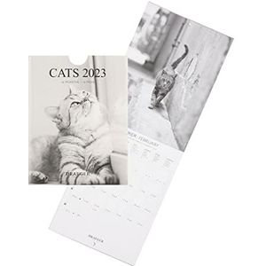 Drager Paris | Kleine wandkalender katten 2023 om op te hangen, 14 x 18 cm, 16 maanden sept 22 tot december 23, 7 talen, kalender kantoor, huis, keuken, foto's katten zwart en wit, FSC®-gecertificeerd
