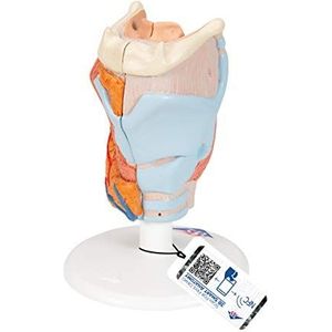 3B Scientific Human Anatomy - Larynx Model, 2 Deel + gratis anatomie software - 3B Smart Anatomy G22