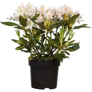 Rhododendron 'Cunningham's White': groenblijvende struik, witte bloemen, decoratief blad, compact, gemakkelijk te onderhouden, winterhard, ideaal voor schaduw.