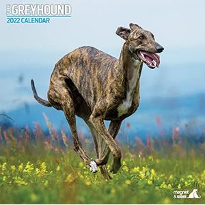 Greyhound Traditional 2022 Kalender