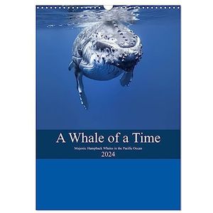 A Whale Of A Time (Wall Calendar 2024 DIN A3 portrait), CALVENDO 12 Month Wall Calendar: Majestic Humpback Whales in the Pacific Ocean