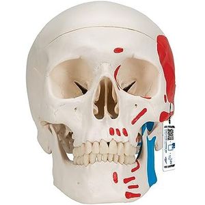 3B Scientific A23 Menselijke anatomie - klassiek model van de menselijke schedel met magnetische verbindingen, geschilderd, 3-delig + gratis anatomiesoftware - 3B slimme anatomie
