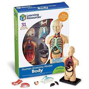 Learning Resources Menselijk Anatomie Model Menselijk Lichaam 31-Stuk Set