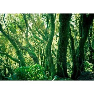 Rasch Behang 363258 - Fotobehang op vlies met bos in groen uit de collectie Magicwalls - 2,65 m x 3,71 m (L x B)