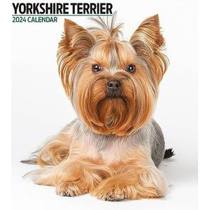 Yorkshire Terrier Modern kalender 2024