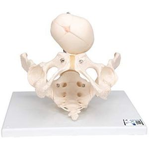 3B Scientific Menselijke anatomie - bekken voor demonstratie van de geboorte + gratis anatomie app - 3B Smart Anatomy, L30