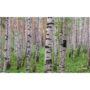Rasch Behang 848359 - Fotobehang op vlies met berkenbos in groen, bruin en wit uit de collectie Magicwalls - 2,65 m x 4,24 m (L x B)