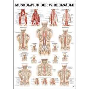 Ruedige Anatomie PO49dLAM wervelspieren tafel, 50 cm x 70 cm, gelamineerd