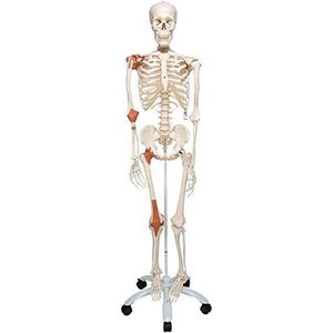 3B Scientific menselijke anatomie skelet Leo - met scharnierbanden op metalen statief - levensgroot, incl. gratis anatomiesoftware - A12 als leermodel of leermiddel - 3B Smart Anatomy
