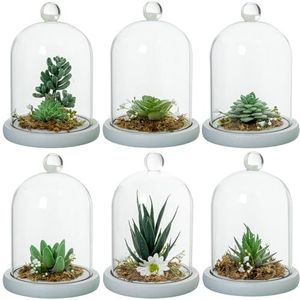DRW Set van 6 glazen waaiers met verschillende kunstmatige vetplanten, 11,5 x 11,5 x 14,5 cm