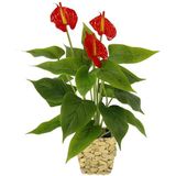 Kunstmatige Anthurieplant in mand Anthurium Anthurie exotische flamingobloem flamingobloem flamingoplant bloem rode bloemen kunstplant decoratieve plant kunstbloem decoratie kamerplant lelie hartblad