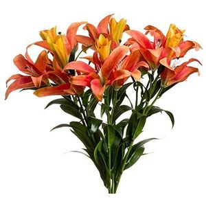 Oranje Stargazer Spray