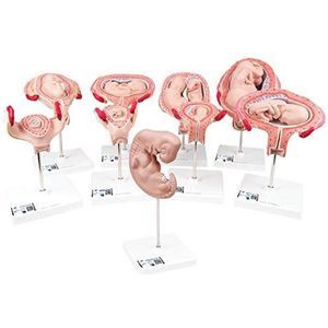 3B Scientific Menselijke anatomie - zwangerschapsmodel serie, 9 modellen + gratis anatomiesoftware - 3B Smart Anatomy