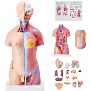 VEVOR 45 cm Unisex torso anatomie model PVC menselijk lichaam model anatomie model torso met 23 delen voor medische studenten artsen en leraren huidskleur