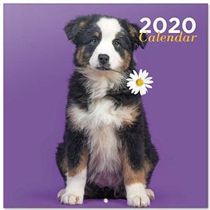 Wandkalender 2020 voor thuis of op kantoor, 30 x 30 cm, Chanscheine Dog